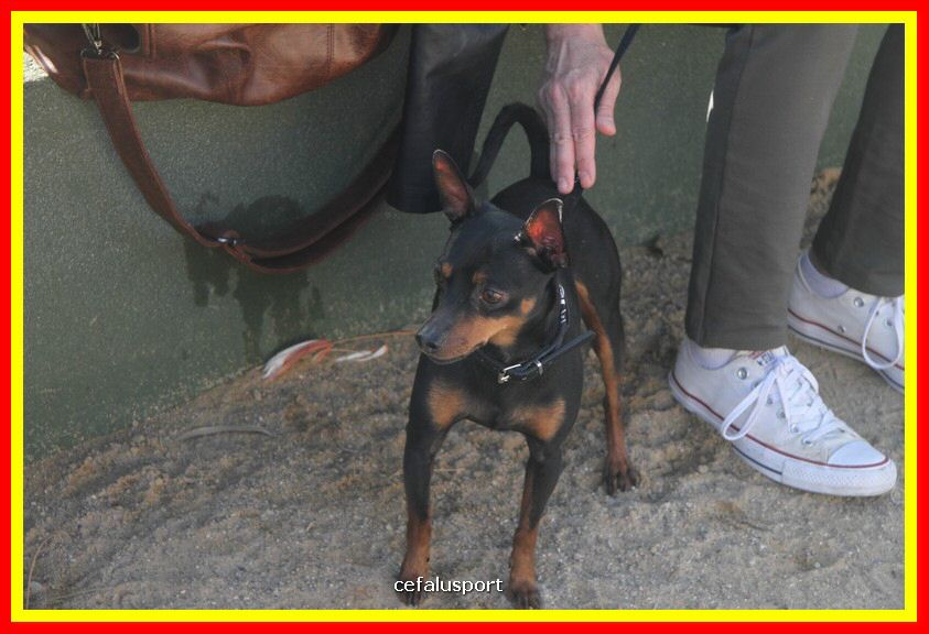 180311 mostra_canina 025.jpg